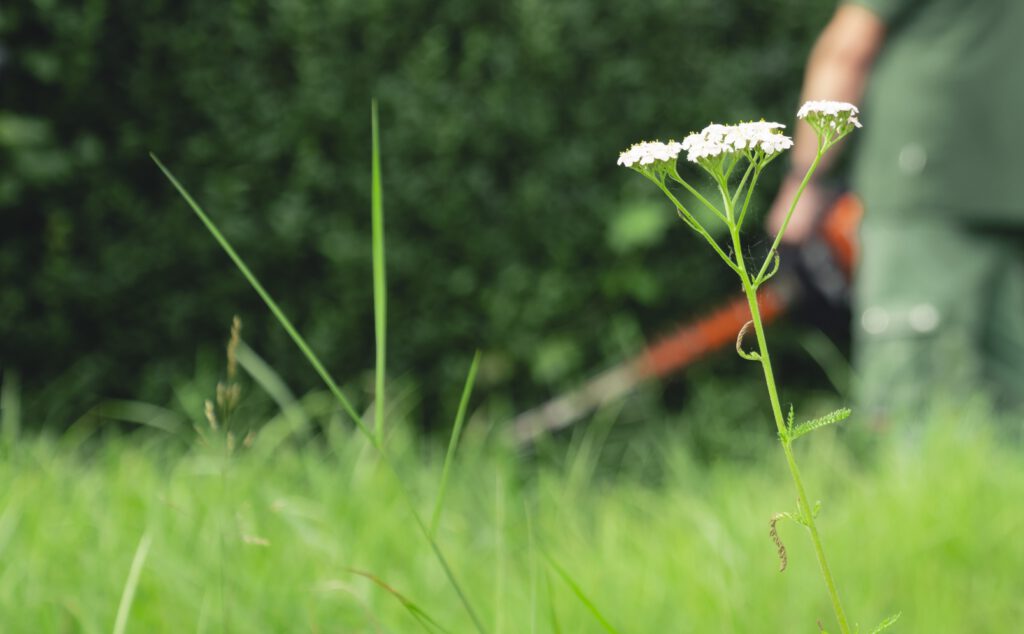 Blume vor einer grünen Hecke.