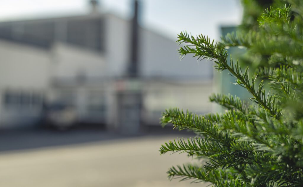 Tanne im Vordergrund, im Hintergrund das Firmengebäude.